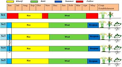 Enhancing ecosystem dynamics: organic and regenerative practices in rice–wheat systems and their impact on soil arthropod biodiversity